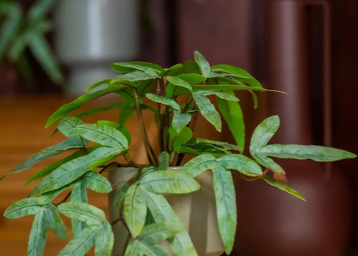 Nad Kłodnicą Hlivice