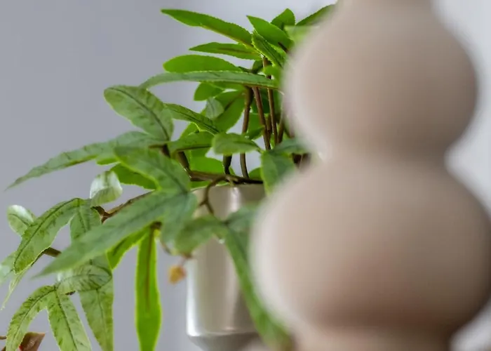 Nad Klodnica גליביצ'ה